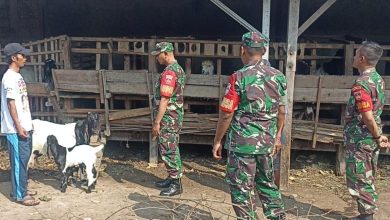 Babinsa Pantau Perkembangan Ternak Kambing, Wujud Pendampingan  